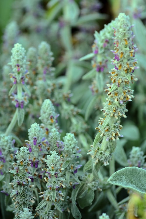 Lambs ear seeds Australia  Main image