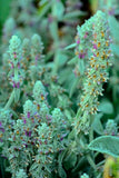 Lambs ear seeds Australia 