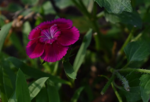 Sweet william tall double mix