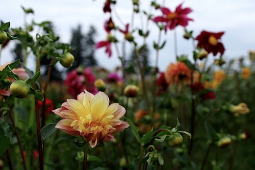 Unwins Dahlia Seeds  Main image