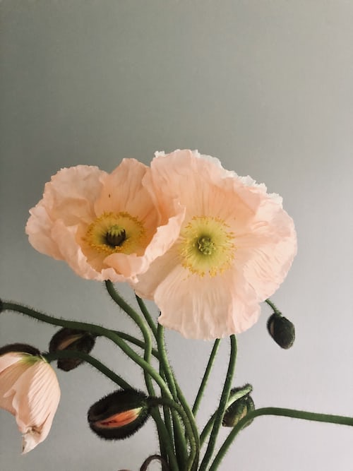 Poppy seeds Tasmania  Main image
