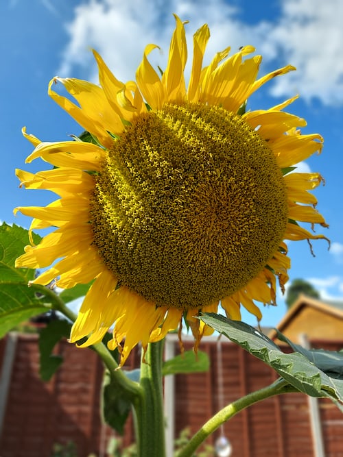 Giant Sunflower seeds