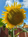 Giant Sunflower seeds