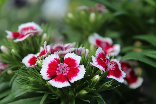 Sweet william wee willie dwarf mix Main image