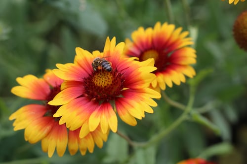 Blanket Flower seeds Main image