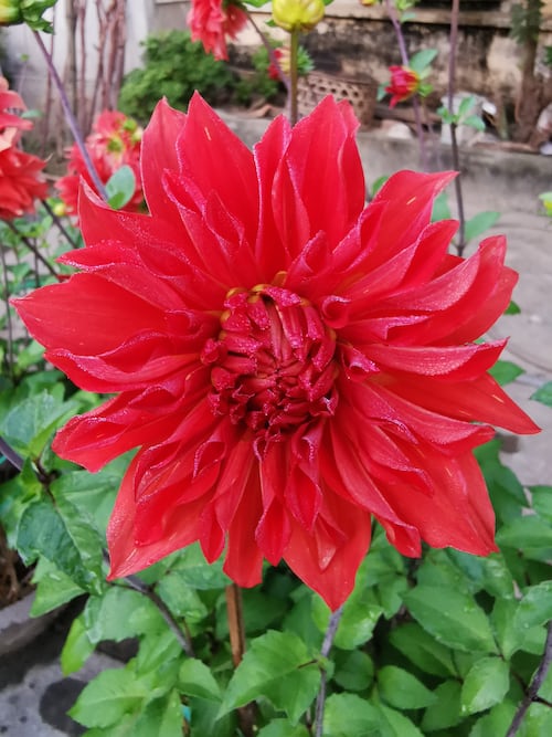 Dahlia unwins bedding mix