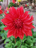 Dahlia mixed
