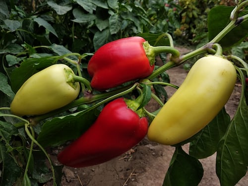 Mixed Chilli and Capsicum