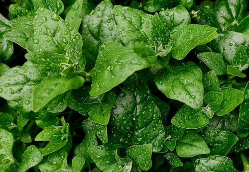 Organic Spinach seeds Australia 