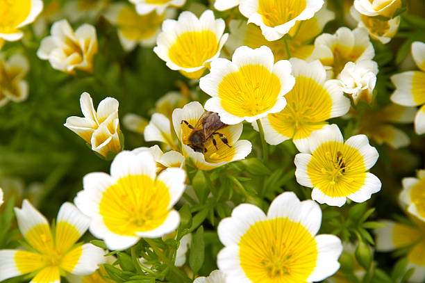 Poached Egg flower
