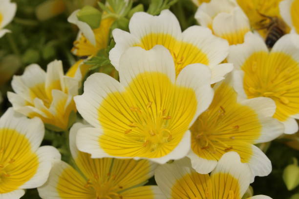Poached Egg flower seeds Australia