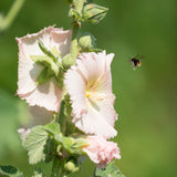 Hollyhock Single mix