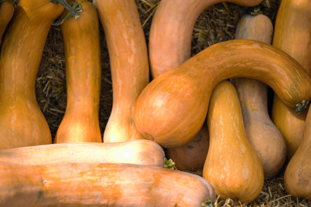 Pumpkin Crookneck Main image