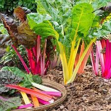 Rainbow Chard