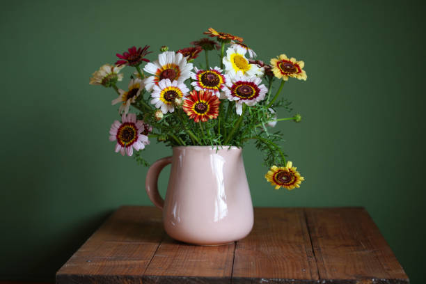 Painted Daisy (Rainbow Chrysanthemum)