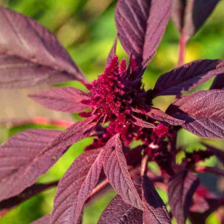 Amaranth Red Garnet