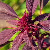 Amaranth Red Garnet
