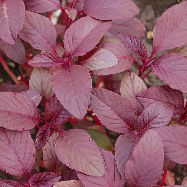 Amaranth organic seed tasmania 