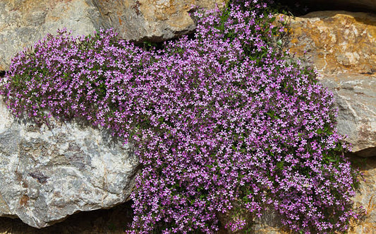 Soapwort seeds Australia 