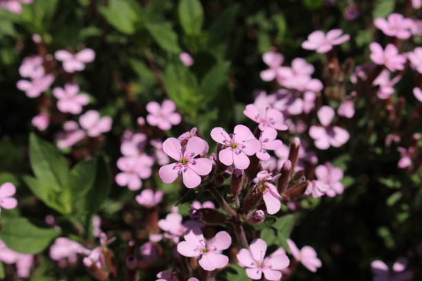 Rock Soapwort SAPONARIA OCYMOIDES Secondary image