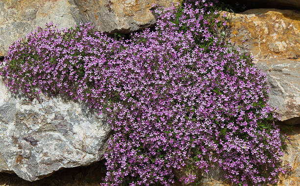 Soapwort seeds Australia 