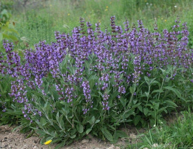 Sage broadleaf