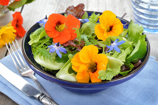 Nasturtium Mixed