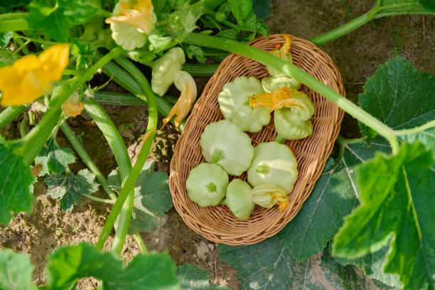 Squash seeds Australia  Main image