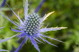 Sea Holly