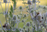 Sea Holly