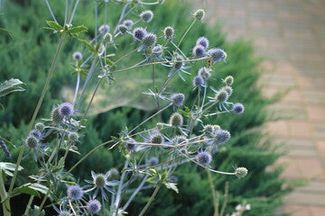 Sea Holly Secondary image