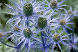 Sea Holly
