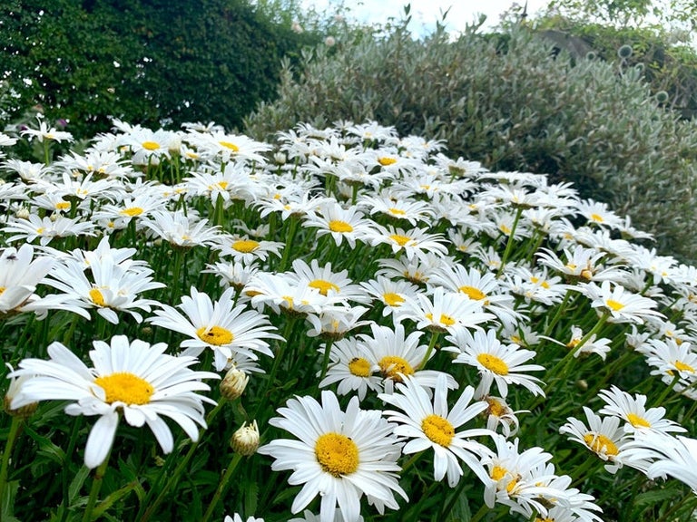 Shasta Daisy