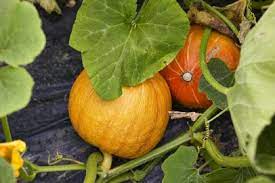 Small Sugar pumpkin