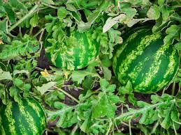 Watermelon Small Sugar baby Secondary image