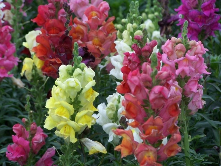 Snapdragon Mixed