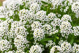 Snow Alyssum seeds 