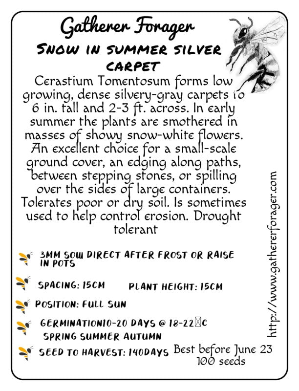 Snow in Summer Seeds Secondary image