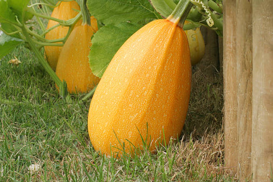 Spaghetti Squash seeds Australia 