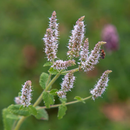 Grow your own herbs for tea Australia 