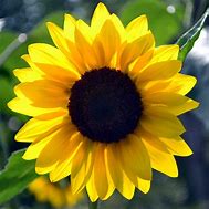 Sunflower Super Nova