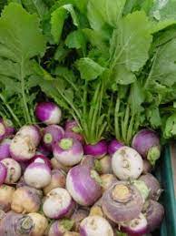 Swede purple top 