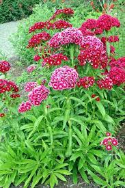 Sweet william tall double mix