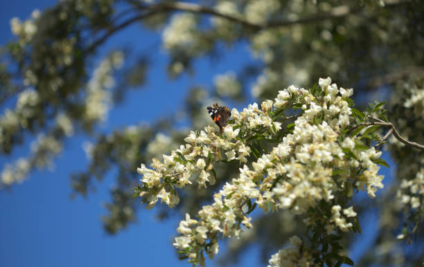 Tagastache Tree lucerne seeds Secondary image