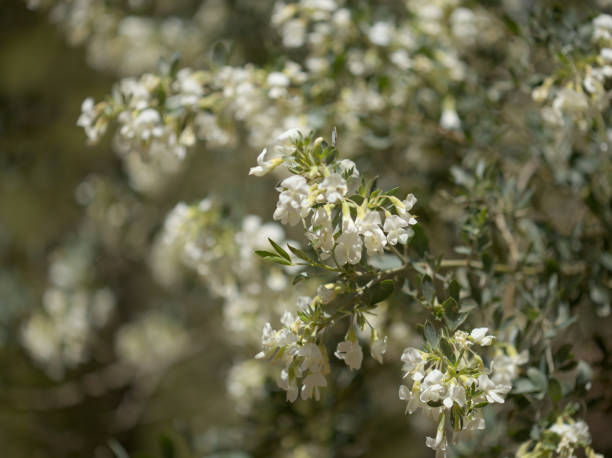 Tagastache flowers Tasmania