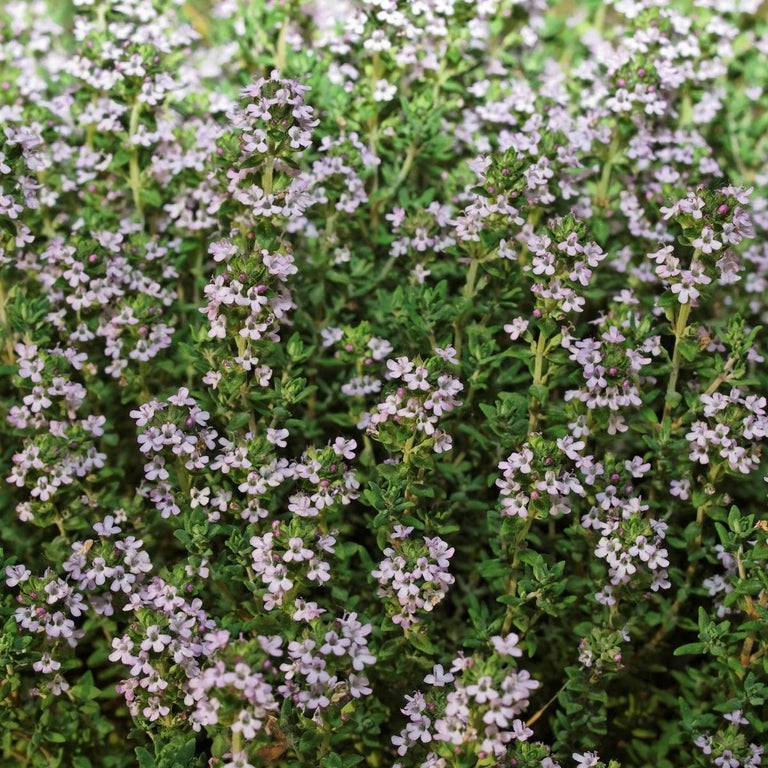 Thyme winter