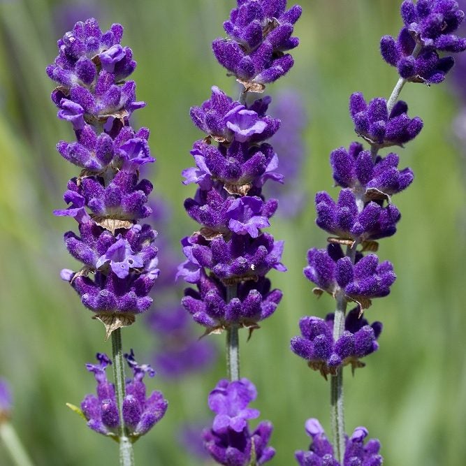 True Lavender seeds Australia 
