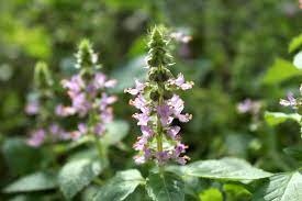 Tulsi Holy Basil