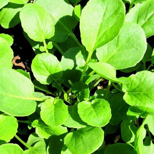 American Upland cress seeds tasmania Main image