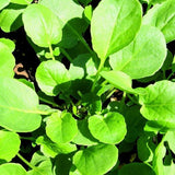 American Upland cress seeds tasmania
